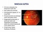 Is a Deterioration of the Macula Lutea of the Retina?