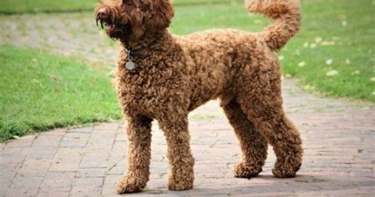 Is a Labradoodle a Good First Dog?