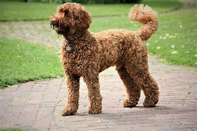 Is a Labradoodle a Good First Dog?