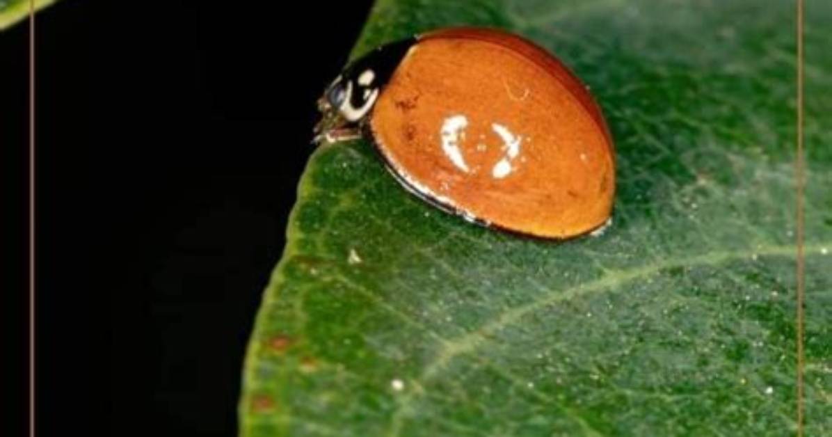 Is a Ladybug Without Spots Lucky?