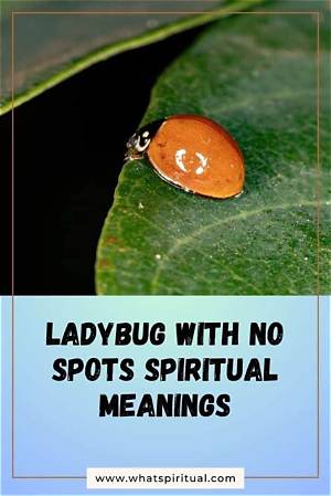 Is a Ladybug Without Spots Lucky?