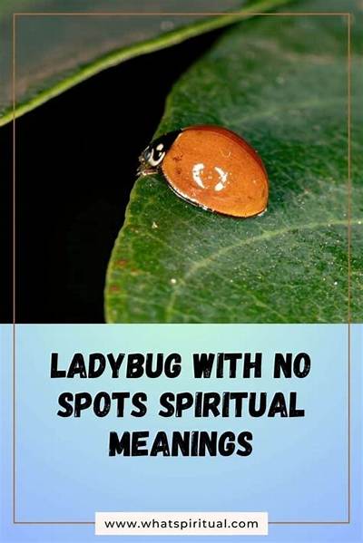 Is a Ladybug Without Spots Lucky?