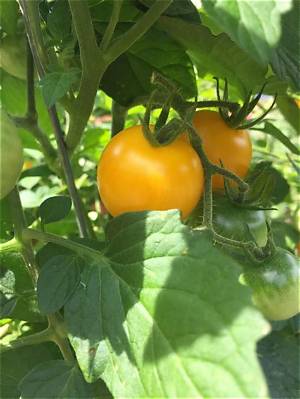 Is a Lycopersicon Lycopersicum a Determinate or Indeterminate?