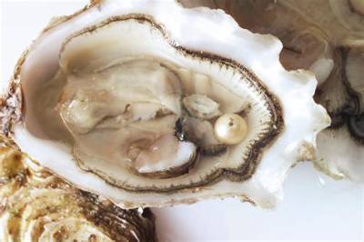 Is a Pearl a Baby Oyster?