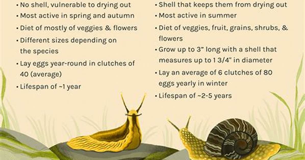 Is a Slug a Snail?