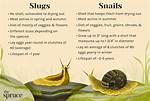 Is a Slug a Snail?