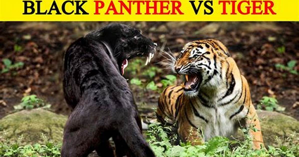 Is a Tiger a Panther?