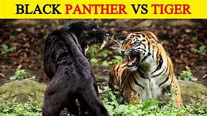 Is a Tiger a Panther?