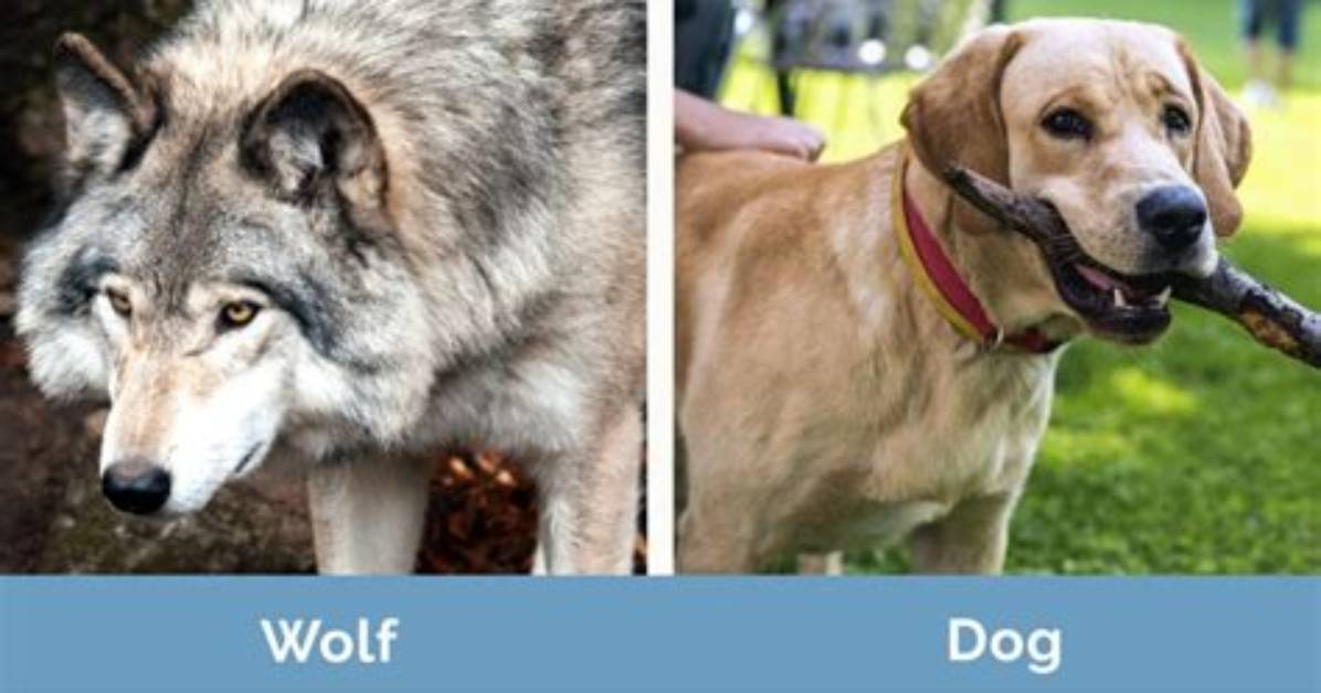 Is a Wolf a Dog?