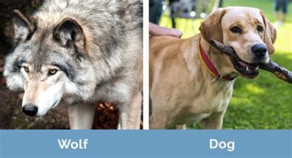 Is a Wolf a Dog?