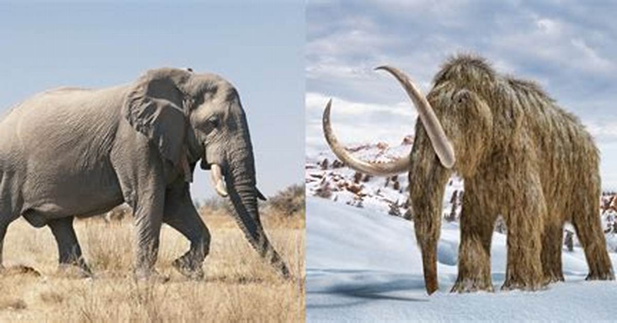 Is a Woolly Mammoth an Elephant?