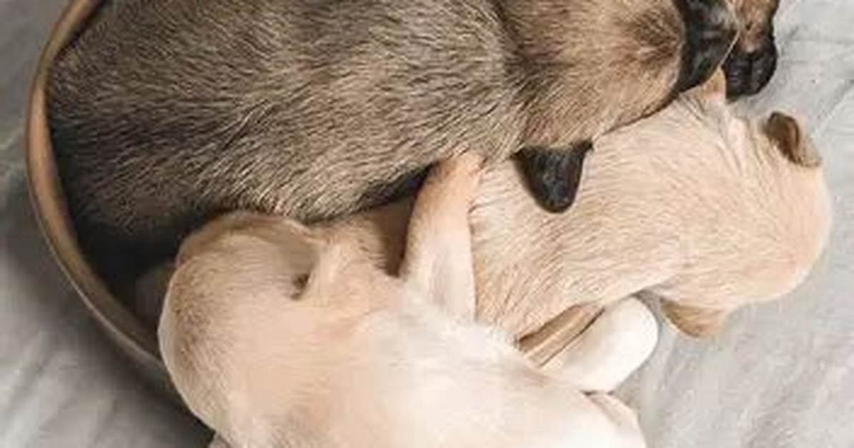 Is Air Conditioning Bad for Puppies?