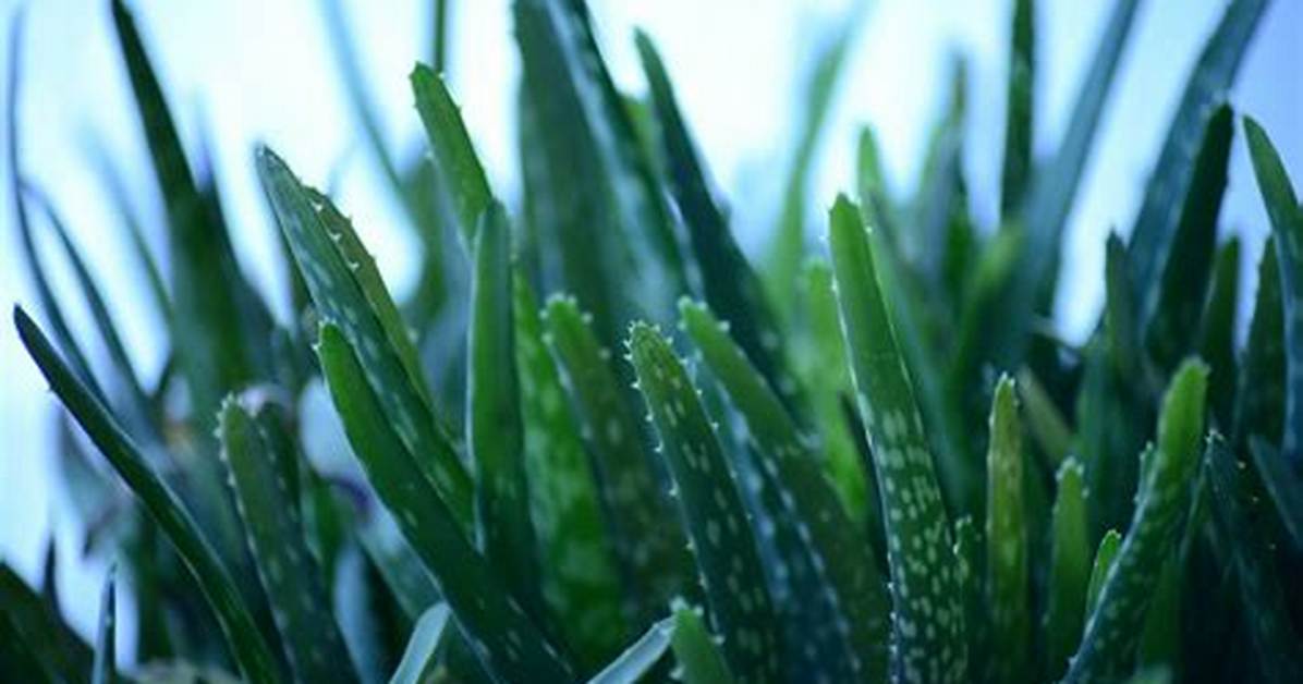 Is Aloe Vera Good for Fish Tank?