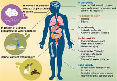 Is Americium Harmful to the Body?