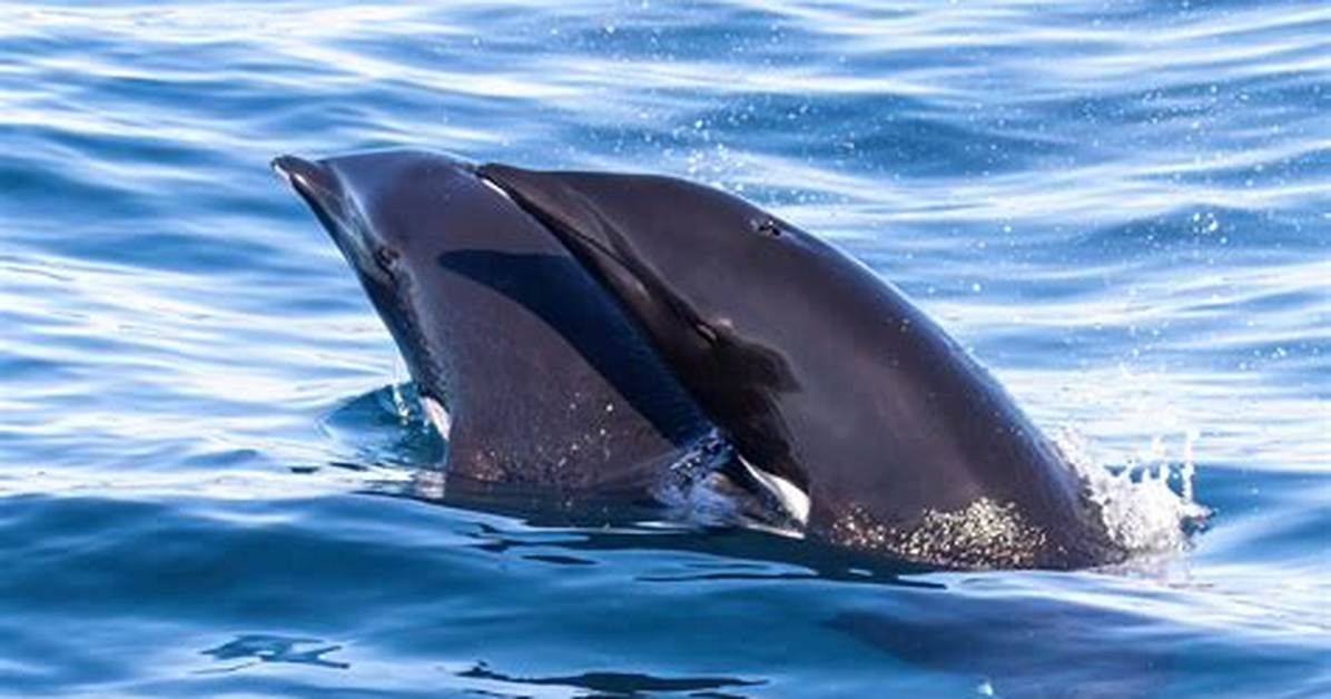 Is an or a Whale or Dolphin?