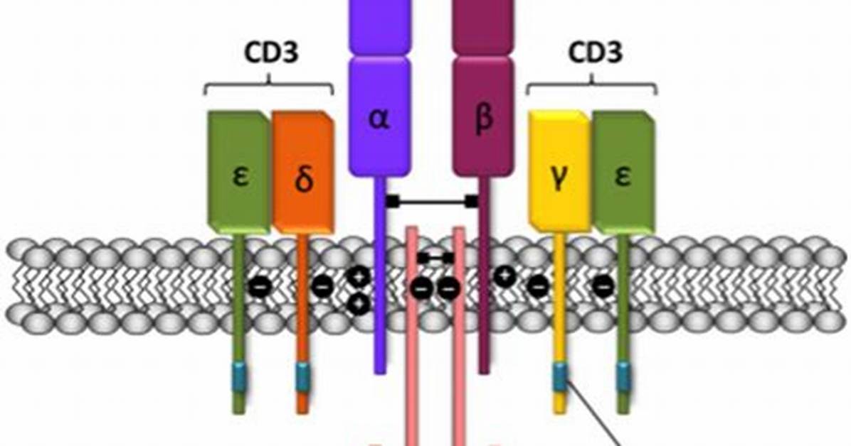 Is Cd3 the Tcr?