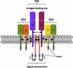 Is Cd3 the Tcr?