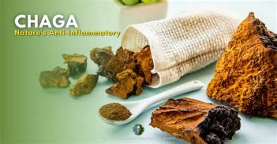 Is Chaga Anti-Inflammatory?