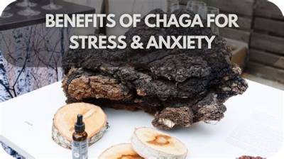 Is Chaga Good for Anxiety?