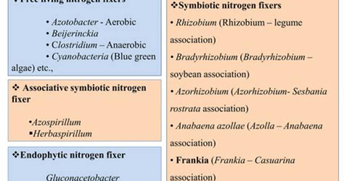 Is Chamomile a Nitrogen Fixer?