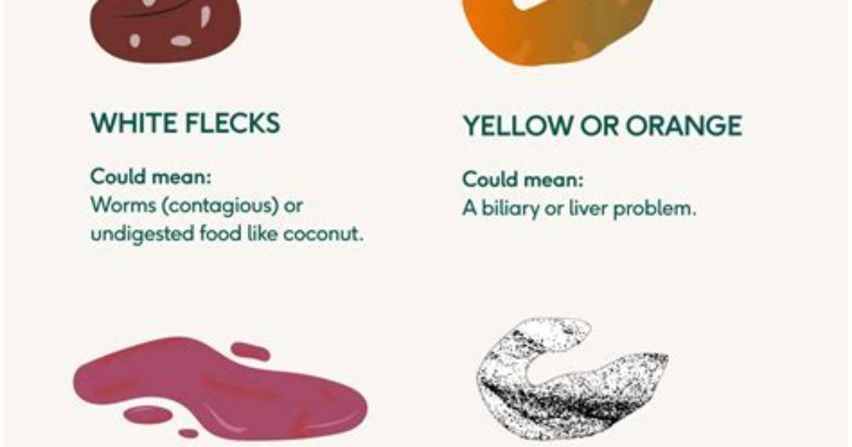 Is Chook Poo Bad for Dogs?