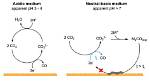 Is Co2 Acidic or Alkaline?