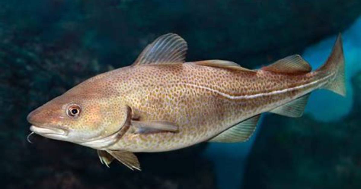 Is Cod Endangered Uk?