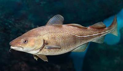 Is Cod Endangered Uk?