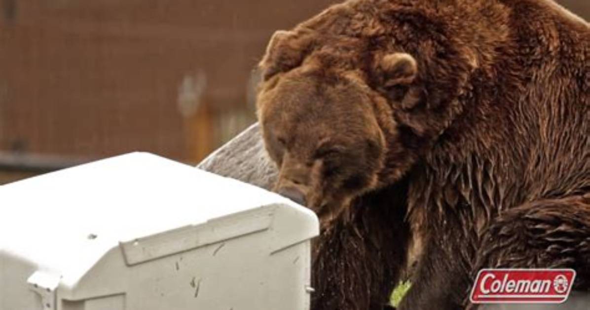 Is Coleman Cooler Bear-Proof?
