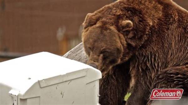 Is Coleman Cooler Bear-Proof?