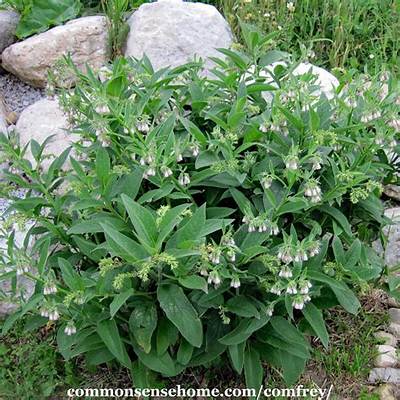 Is Comfrey Safe to Touch?