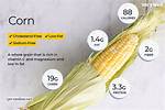 Is Corn or Potato Higher in Carbs?