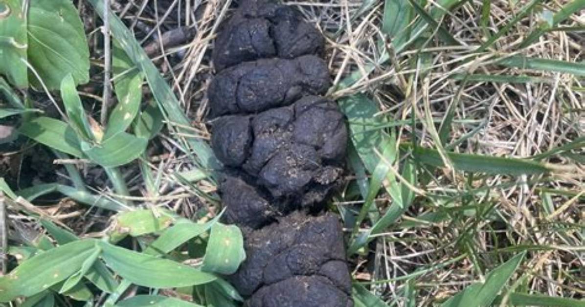 Is Coyote Poop Red?