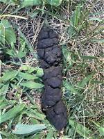 Is Coyote Poop Red?