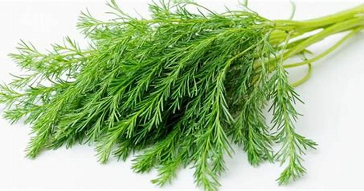 Is Dill Good for You?