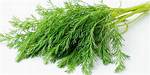Is Dill Good for You?