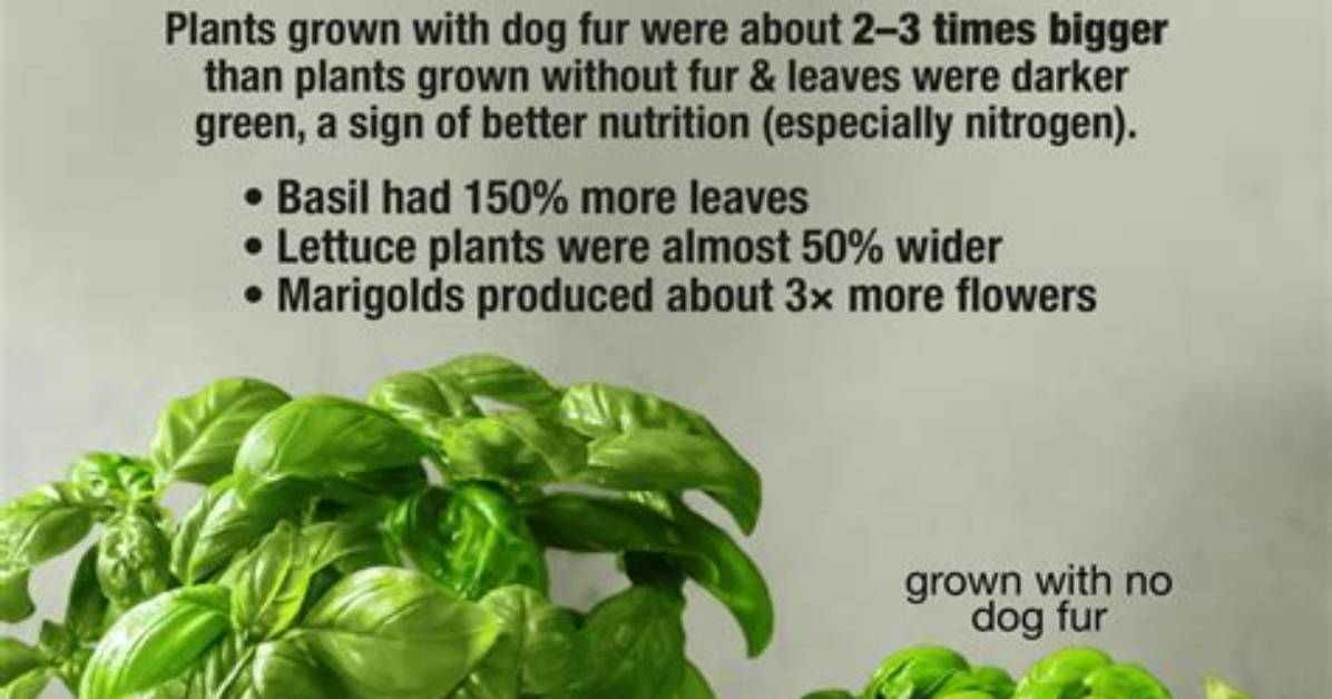 Is Dog Fur Good for Plants?