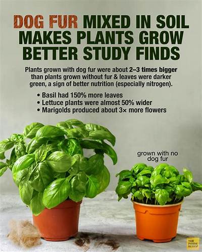Is Dog Fur Good for Plants?