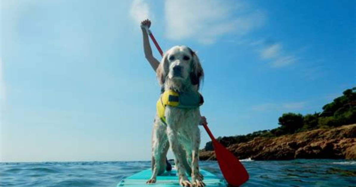 Is Doggy Paddling Good for You?