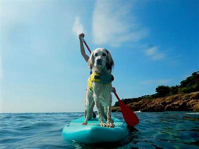 Is Doggy Paddling Good for You?