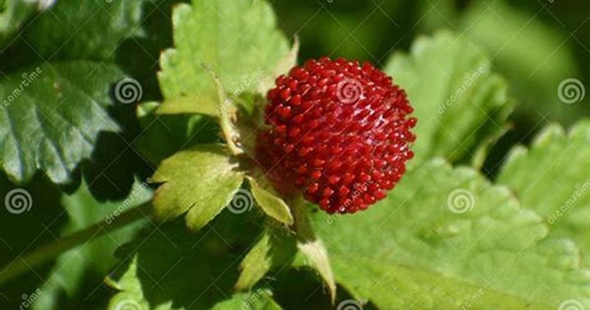 Is Duchesnea Indica Edible?