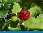 Is Duchesnea Indica Edible?