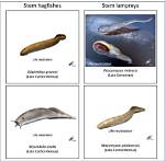 Is Eel a Cyclostome?