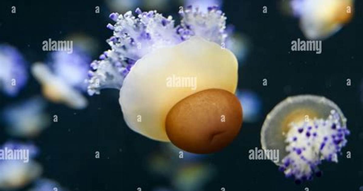 Is Egg Yolk Good for Aquarium Fish?