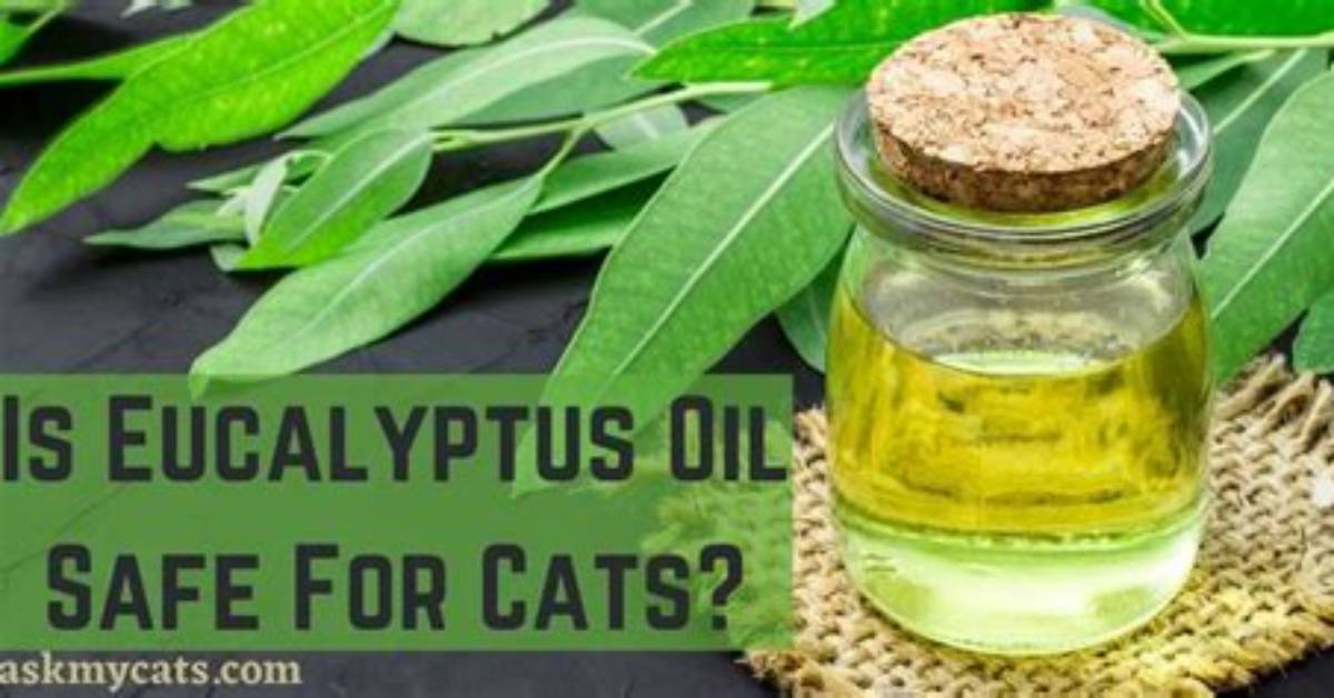 Is Eucalyptus Oil Safe for Cats?