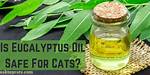 Is Eucalyptus Oil Safe for Cats?