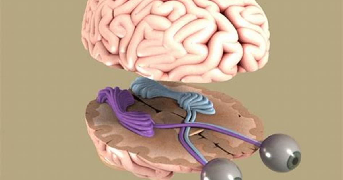 Is Eye Part of Brain?