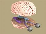 Is Eye Part of Brain?