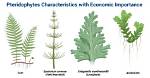Is Fern a Pteridophyte?