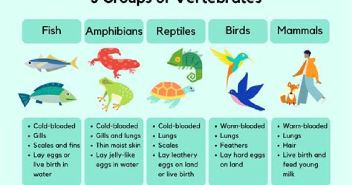 Is Fish Vertebrates or Invertebrates?